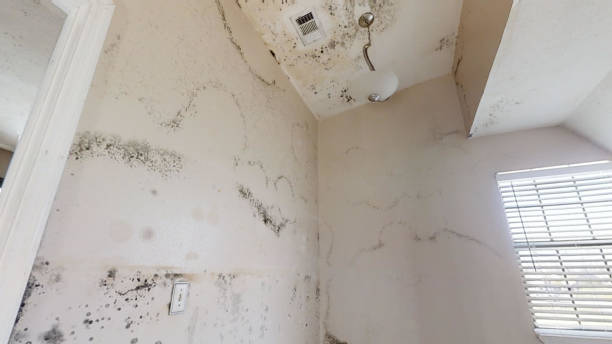 Trusted Beaver Dam Lake, NY Mold Removal Experts