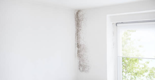 Best Mold Remediation for Healthcare Facilities  in Beaver Dam Lake, NY