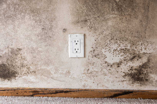 Best Mold Removal for HVAC Installations  in Beaver Dam Lake, NY