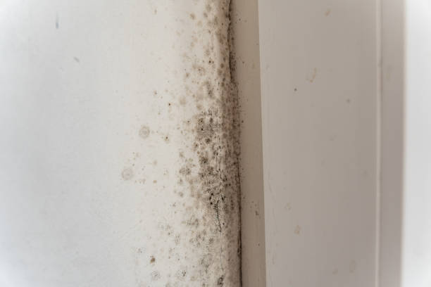 Best Water Damage & Mold Remediation  in Beaver Dam Lake, NY